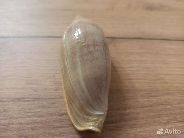 Морская раковина