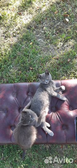 Котята отдам в добрые руки бесплатно