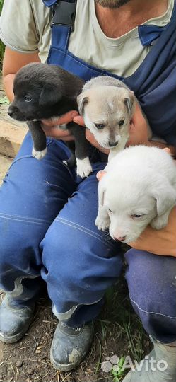 Отдадим щенков в добрые руки