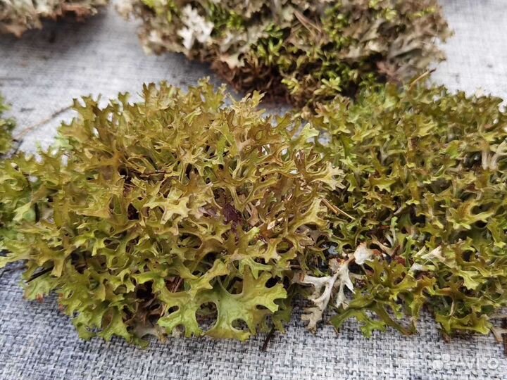 Цетрария лечебная, пармелия, кладония