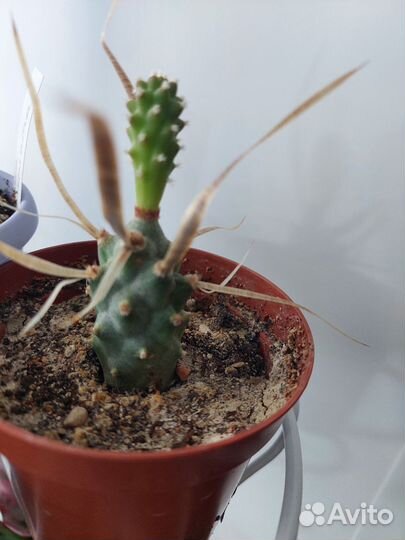 Кактусы и суккуленты