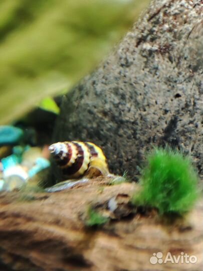 Хелена улитка