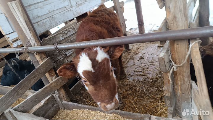 Номер хозяина скину пищите