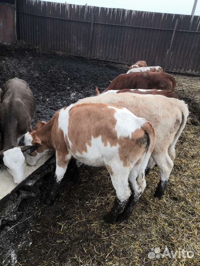 Телята телочки