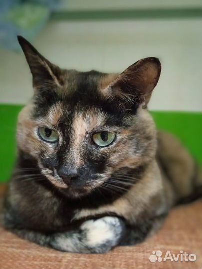 Кошечка Триша