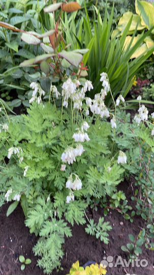 Растения для сада