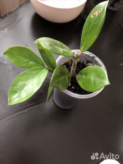 Замиокулькас