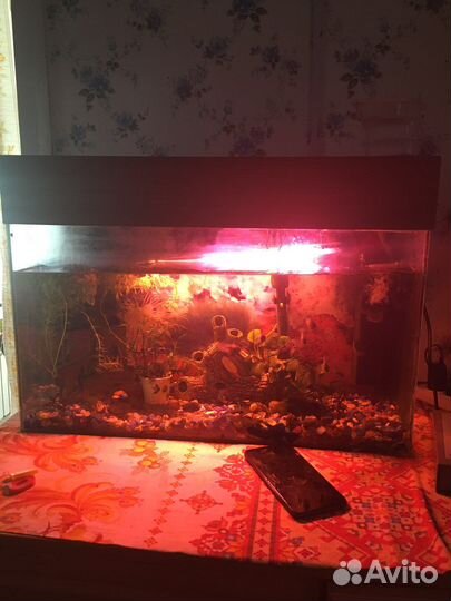 Аквариум