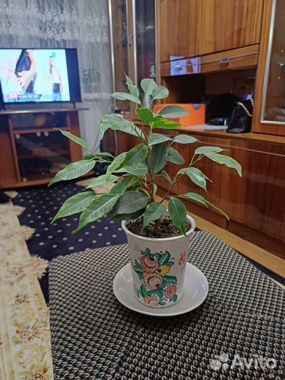 Спатифиллум