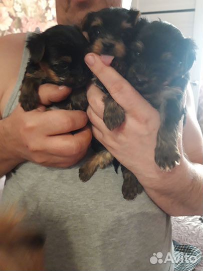 Йоркширский терьер щенки