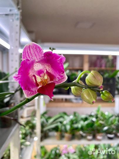 Неповторимые азиатские орхидеи от Miki Orchid