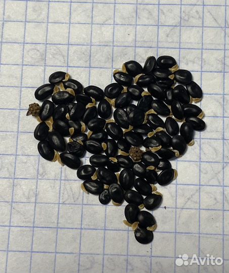 Акация серебристая - семена