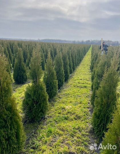 Туя Смарагд из питомника с доставкой