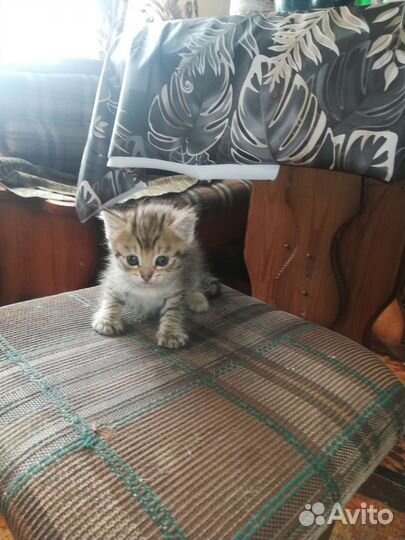 Котята в добрые руки бесплатно, начал кушать сам