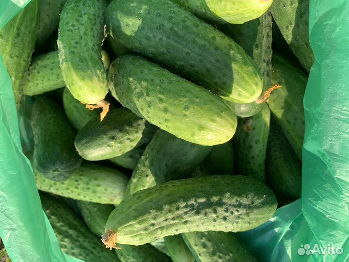 Сладкие и вкусные огурцы Герман и Фермер