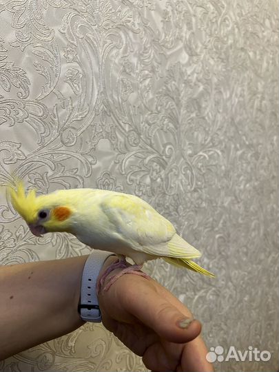 Попугай карелла птенцы лютино