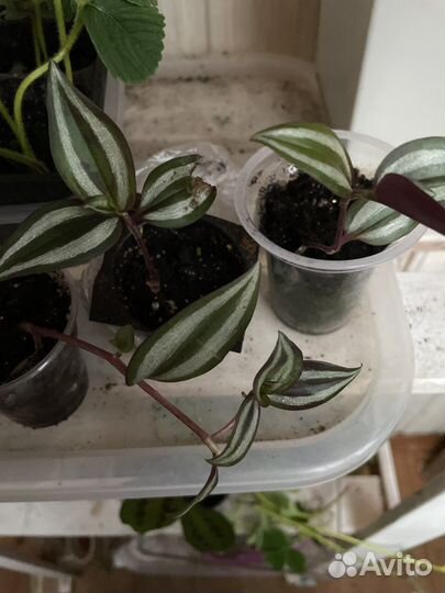 Традесканция многолетняя