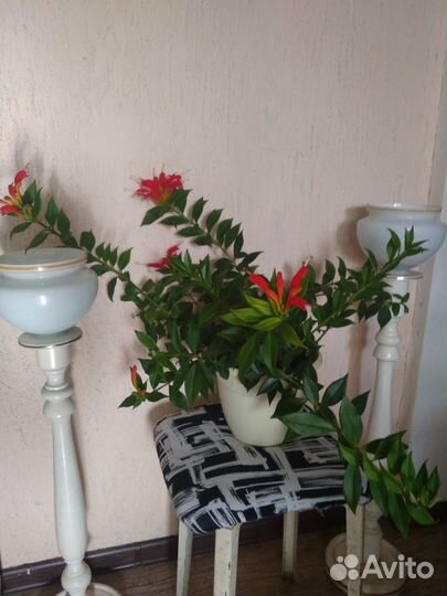 Продаю цветущее растение