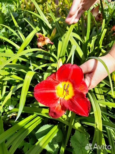 Лилейники сортовые