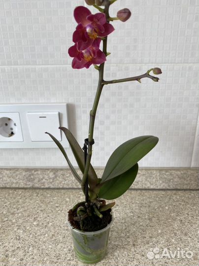 Орхидея фаленопсис мини Смарт (бабочка)