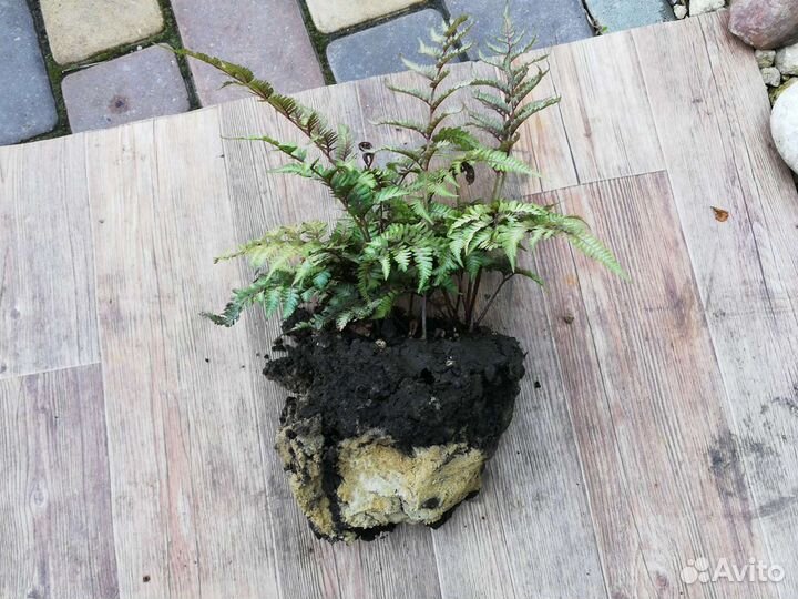 Папоротник серебристый Ред Бьюти