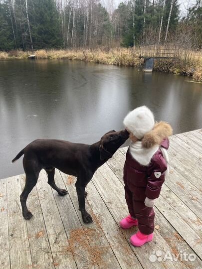 Выгул собак