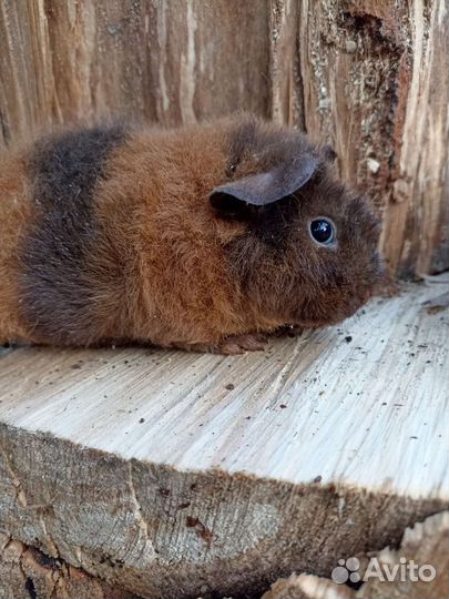 Морские свинки американский тедди