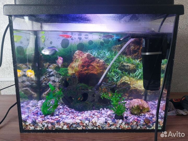 Аквариум с рыбками