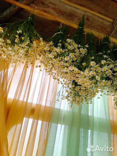 Ромашка для чая