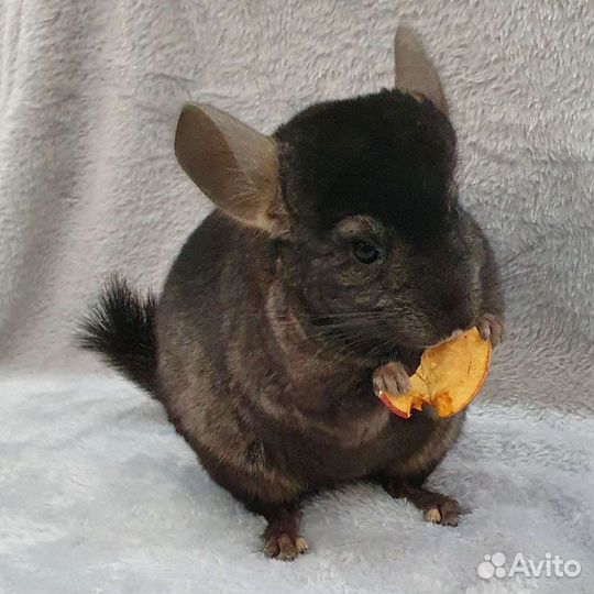 Шиншиллята мальчики 4 мес (2 братика)