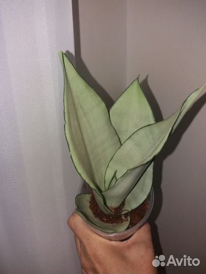 Сансевиерия муншайн