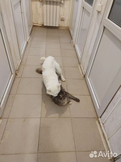 Повязанные кошки мейн-кун