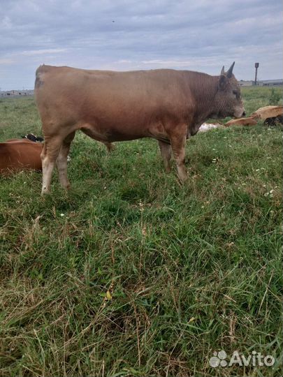 Бычок 1,5 года
