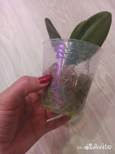 Орхидея Эквестрис