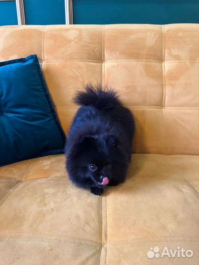 Продается померанский шпиц