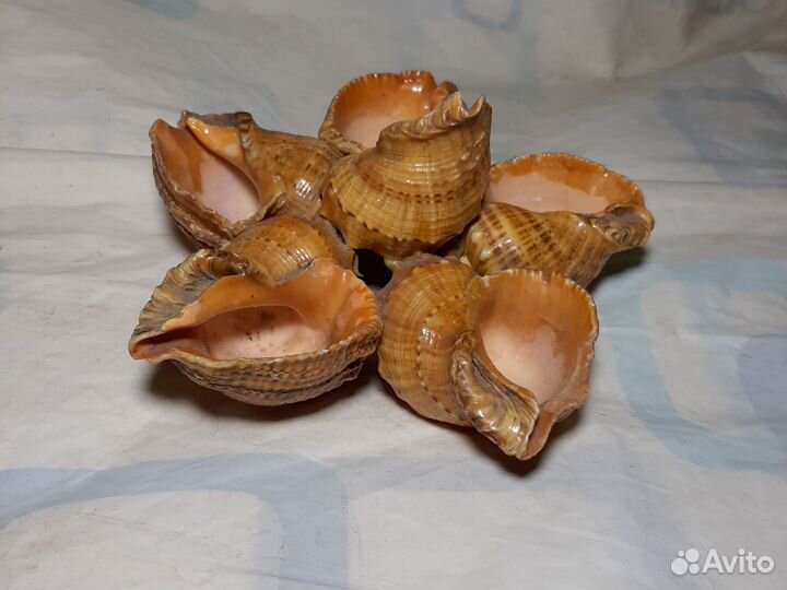 Ракушки для аквариума