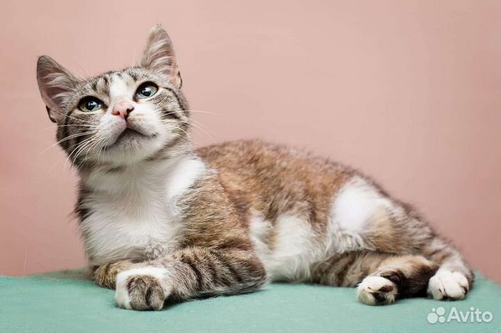 Европейская кошка кот котенок в добрые руки