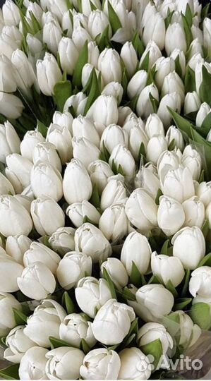 Тюльпаны к 8 марта