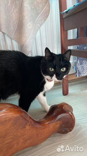 Кошка в дар бесплатно