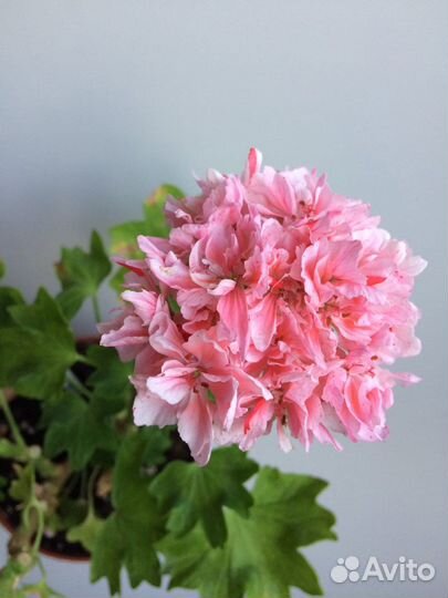 Пеларгонии