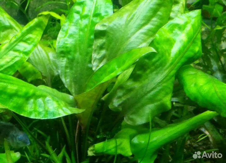 Аквариумные растения