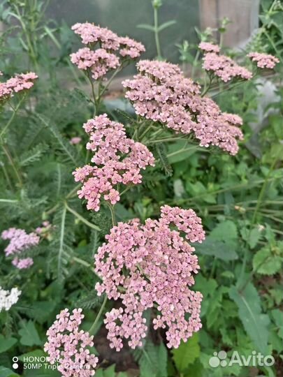 Цветы садовые многолетние