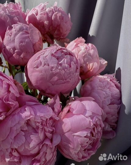 Пионы букеты из пионов цветы доставка