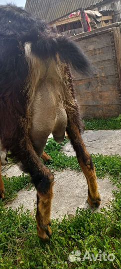 Нубийские коза и простая белая коза