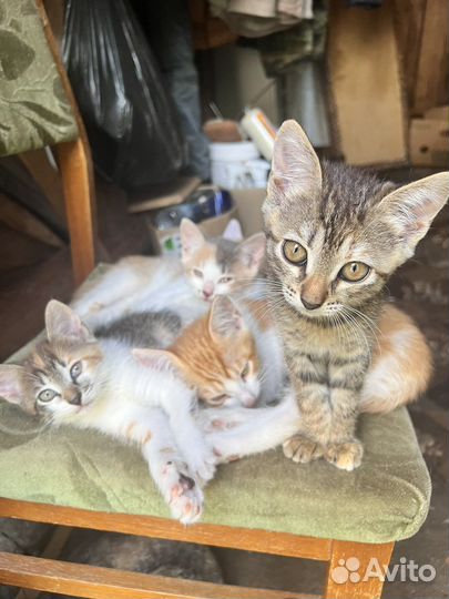 Котята в добрые руки бесплатно