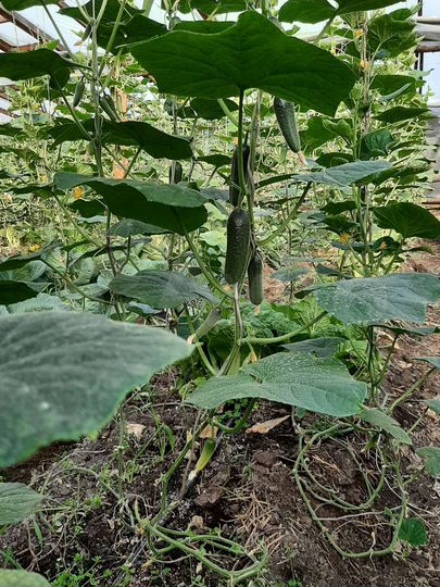 Участок 20 сот. (ИЖС)