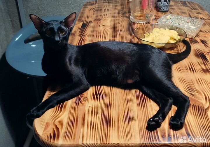 Продаю Сяву