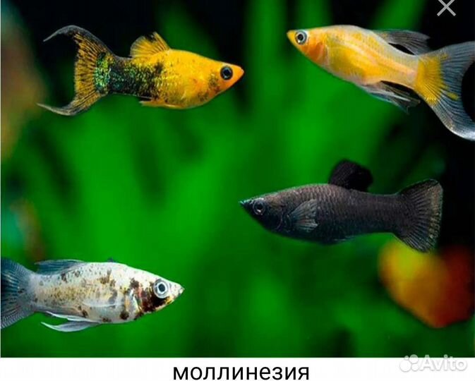 Аквариумные рыбки