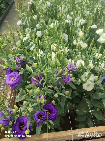 Цветы Эустома оптом и в розницу