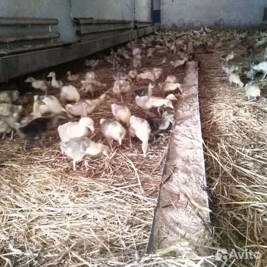 Гусята суточные и подрощенные